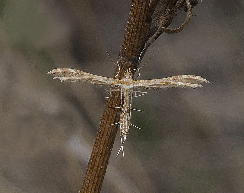 Crombrugghia distans